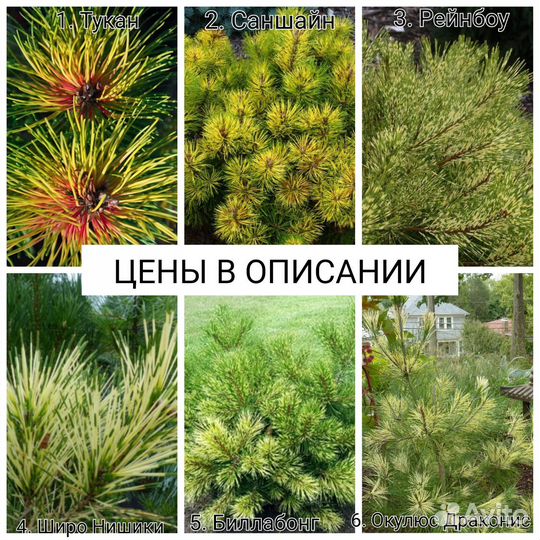 Сосна, можжевельник, тсуга, кипарисовик