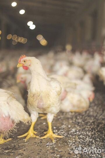 Домашний бройлер оптом
