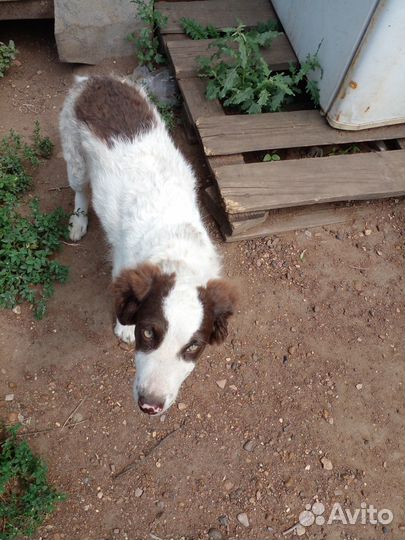 Собачки в добрые руки