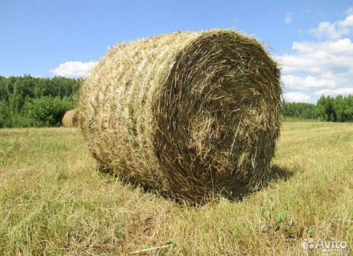 Сено в тюках