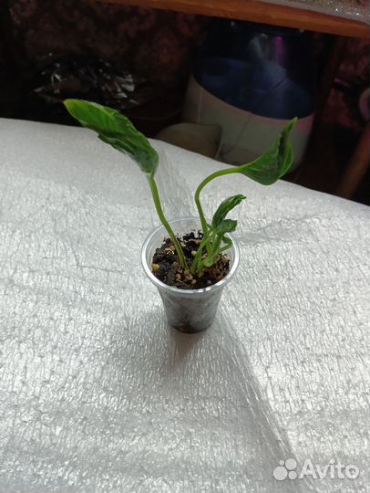 Сциндапсус эпипремнум, хойя