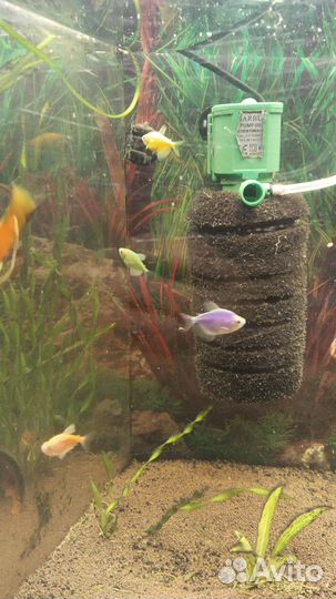 Аквариумные рыбки