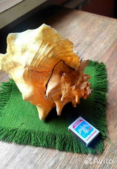 Большая океаническая раковина