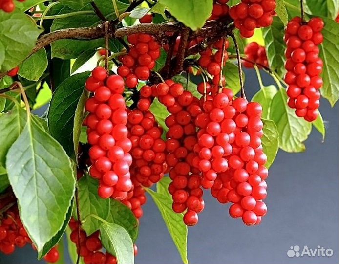 Лимонник китайский саженцы