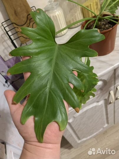 Домашние растения