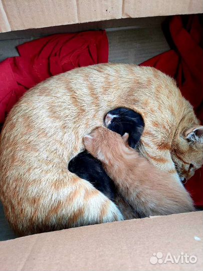 Кашки в добрые руки