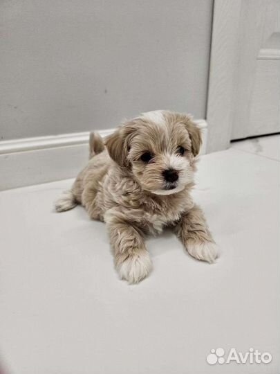 Щенки мальтипу f1