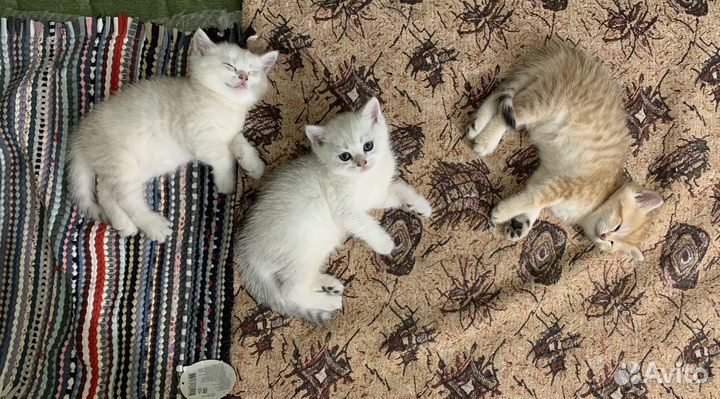 Британские котята шиншилла