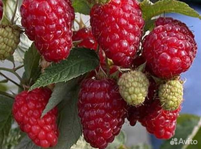 Малина Брилиантовая ремонтант