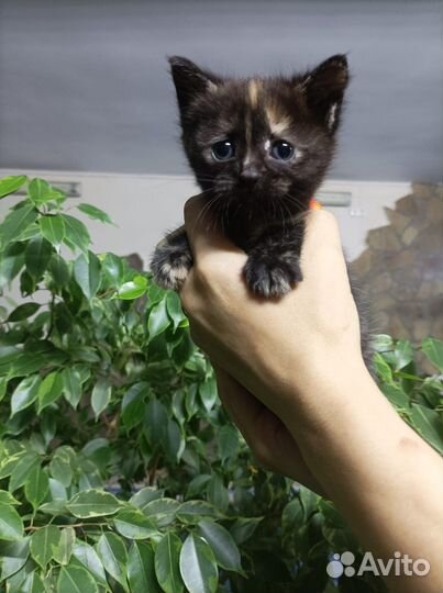 Котята от вислоухой кошки