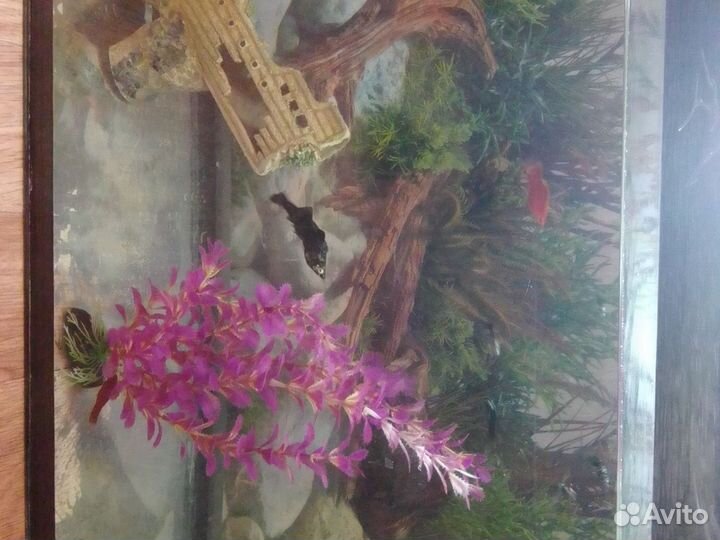 Продаю Моллинезий и мальков Гуппи