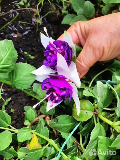 Герани и фуксии разные