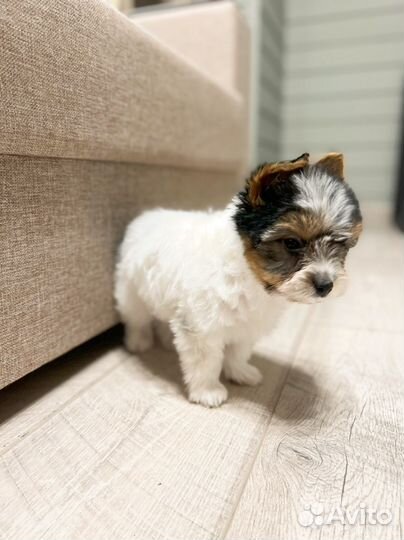 Йоркширский терьер