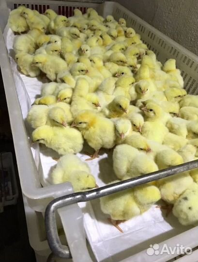 Оптово-розничная продажа цыплят