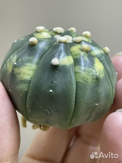 Astrophytum kikko variegate