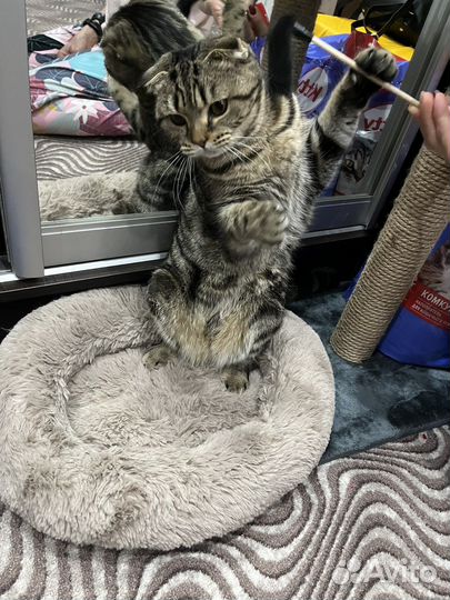 Шотландская кошка