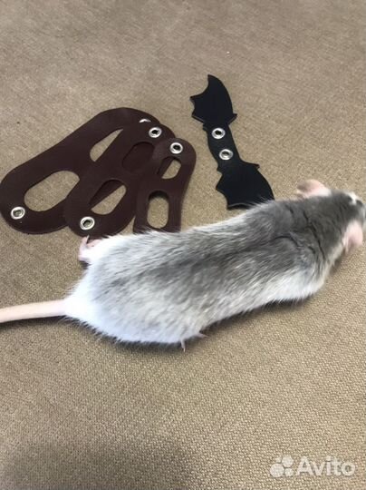 Шлейка/поводок для грызунов