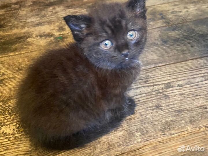 Черный котенок в добрые руки