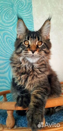 Мейн-кун Енот