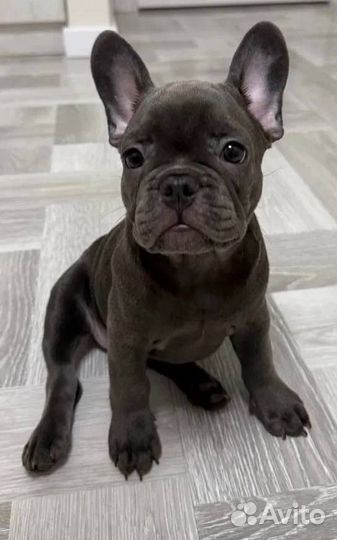Французский бульдог