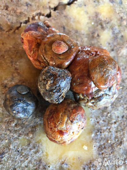 Прополис, холстики (положки)