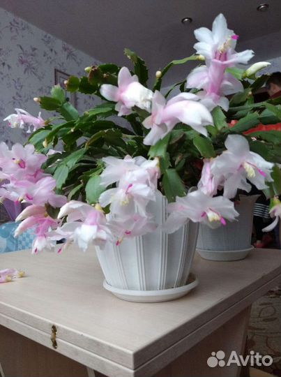 Декабрист шлюмбергера сортовые