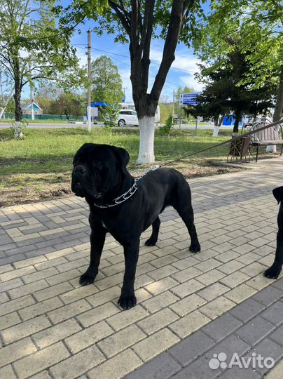 Ищим даму для встеч