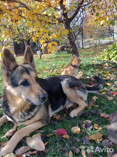 Передержка собачек