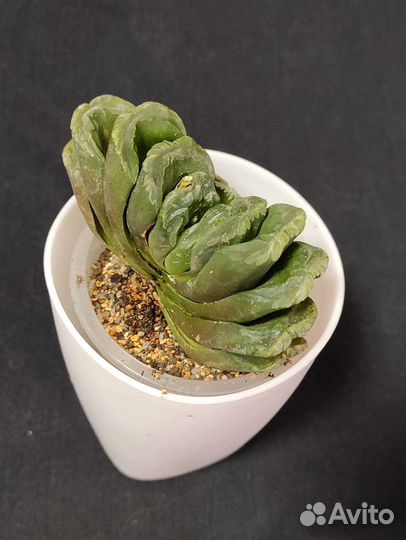 Хавортия трунката