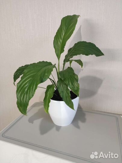 Комнатный цветок Спатифиллум