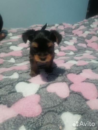 Йоркширский терьер щенки
