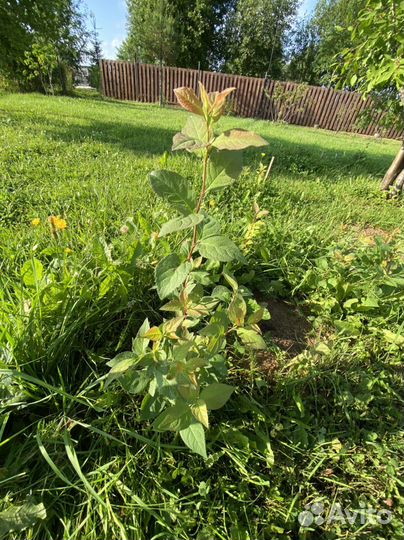 Саденцы сливы