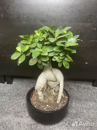 Дерево фикус бонсай комнатное растение