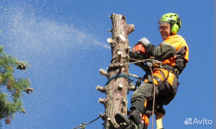 Скосить траву на участке спил деревьев