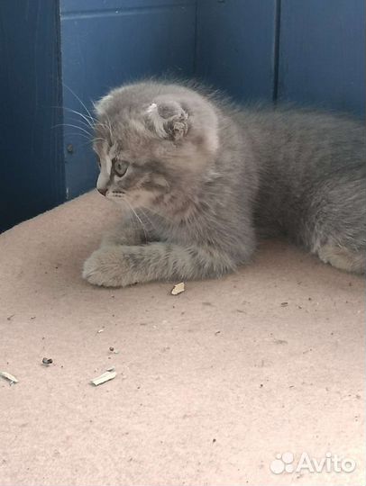 Шотландские котята