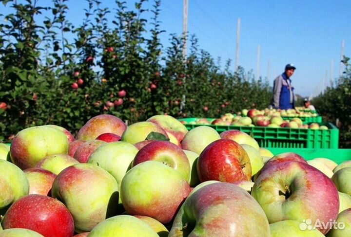 Работа Сборщиком яблок