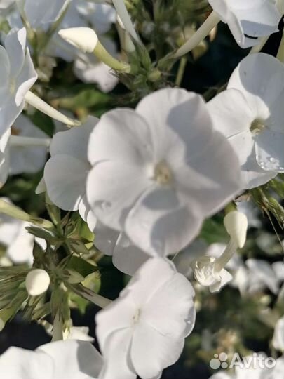 Флоксы, хризантем, монарда двух сортов