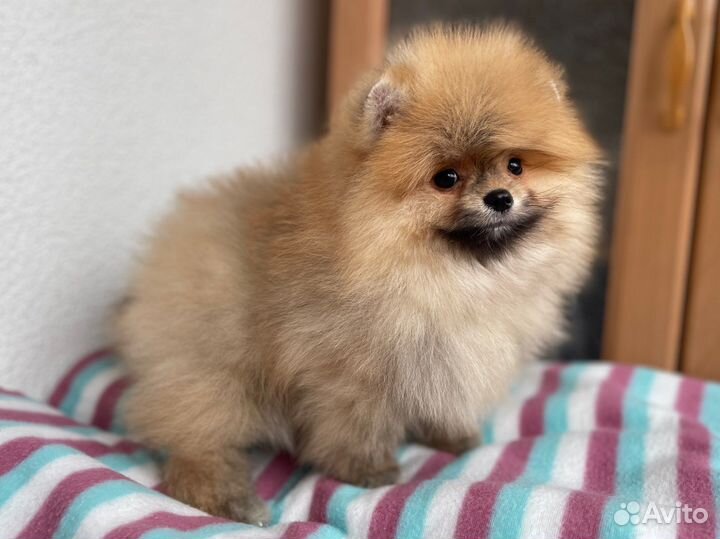 Щенки померанского шпица мини медвежата