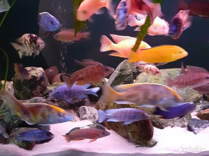 Продам малавийских цихлид