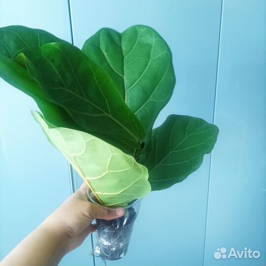 Фикус лирата колумнарис