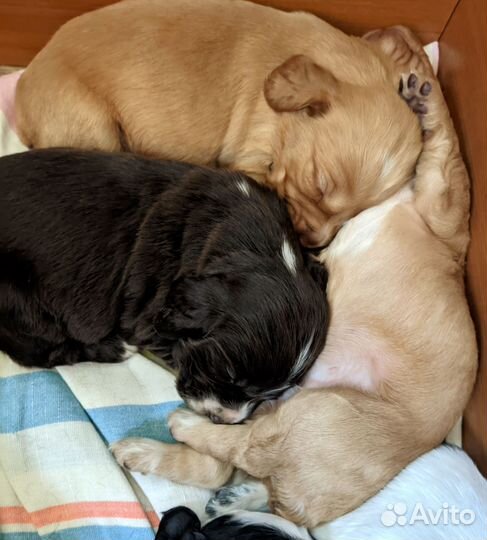 Щенки русского спаниеля