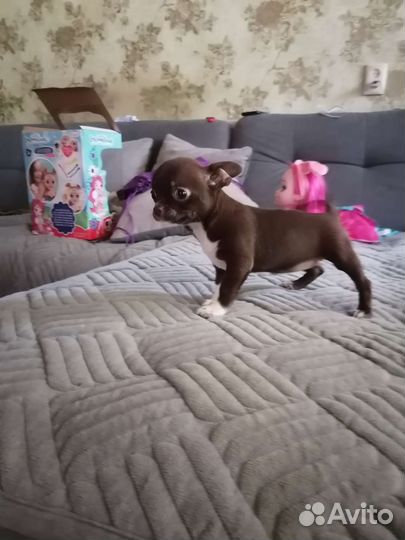 Щенки чихуахуа