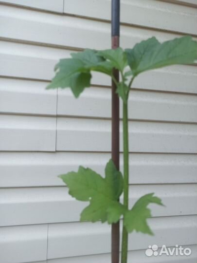 Калина Бульденеж