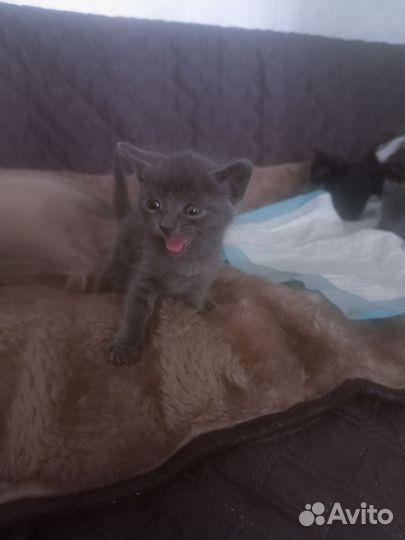 Котята сиамки (помесь)