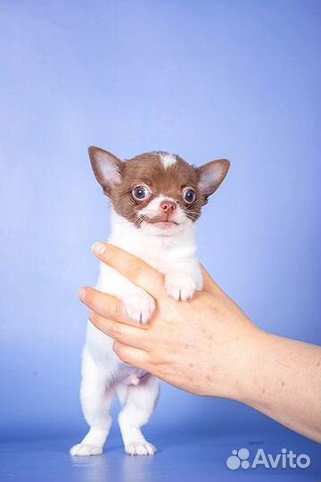 Щенки чихуахуа