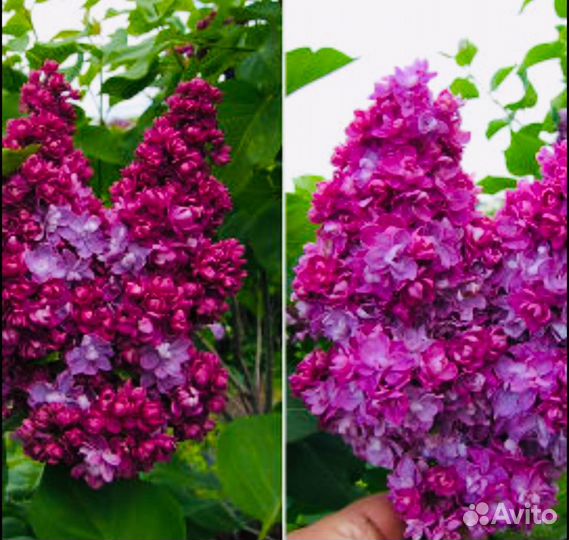 Сирень махровая саженцы