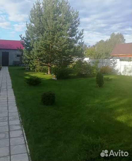 Семена газонной травы