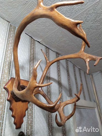 Рога оленя