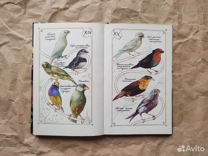 Птицы в нашем доме, Басихес