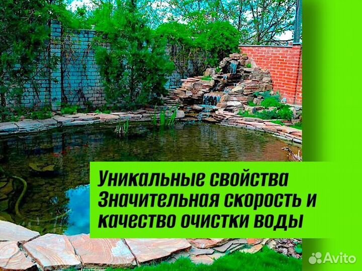 Хлорелла для пруда против цветения